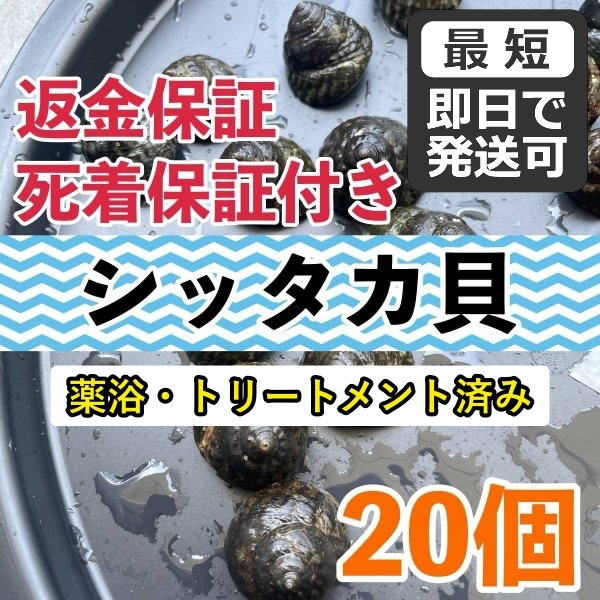 【20個】シッタカ貝　兵庫県産　海水　コケ取り貝　コケトリ貝_画像1