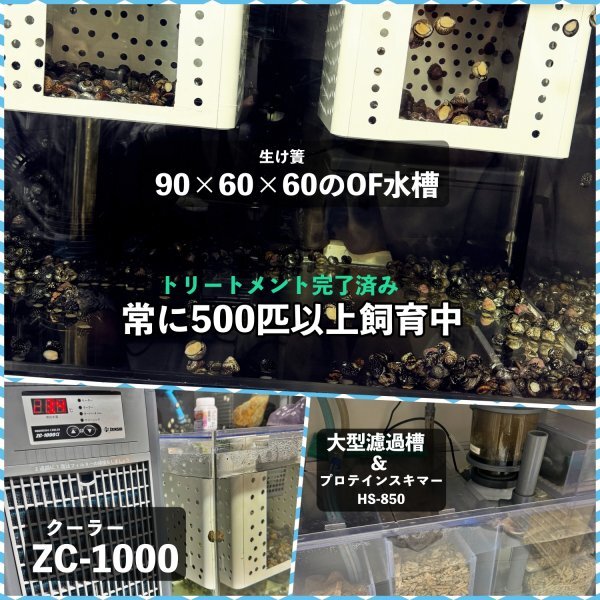 【20個】シッタカ貝　兵庫県産　海水　コケ取り貝　コケトリ貝_画像4