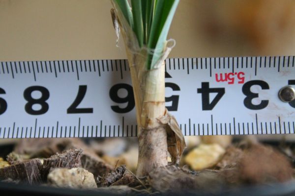 ブーファン ディスティカ Boophone disticha 実生株 塊根植物 多肉 _画像7