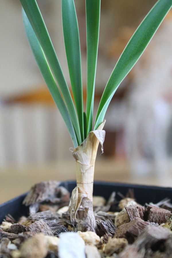 ブーファン ディスティカ Boophone disticha 実生株 塊根植物 多肉 _画像5