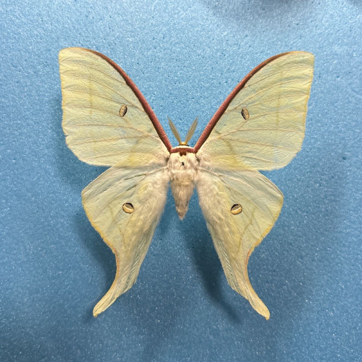 【蛾　標本】オオミズアオ_画像1