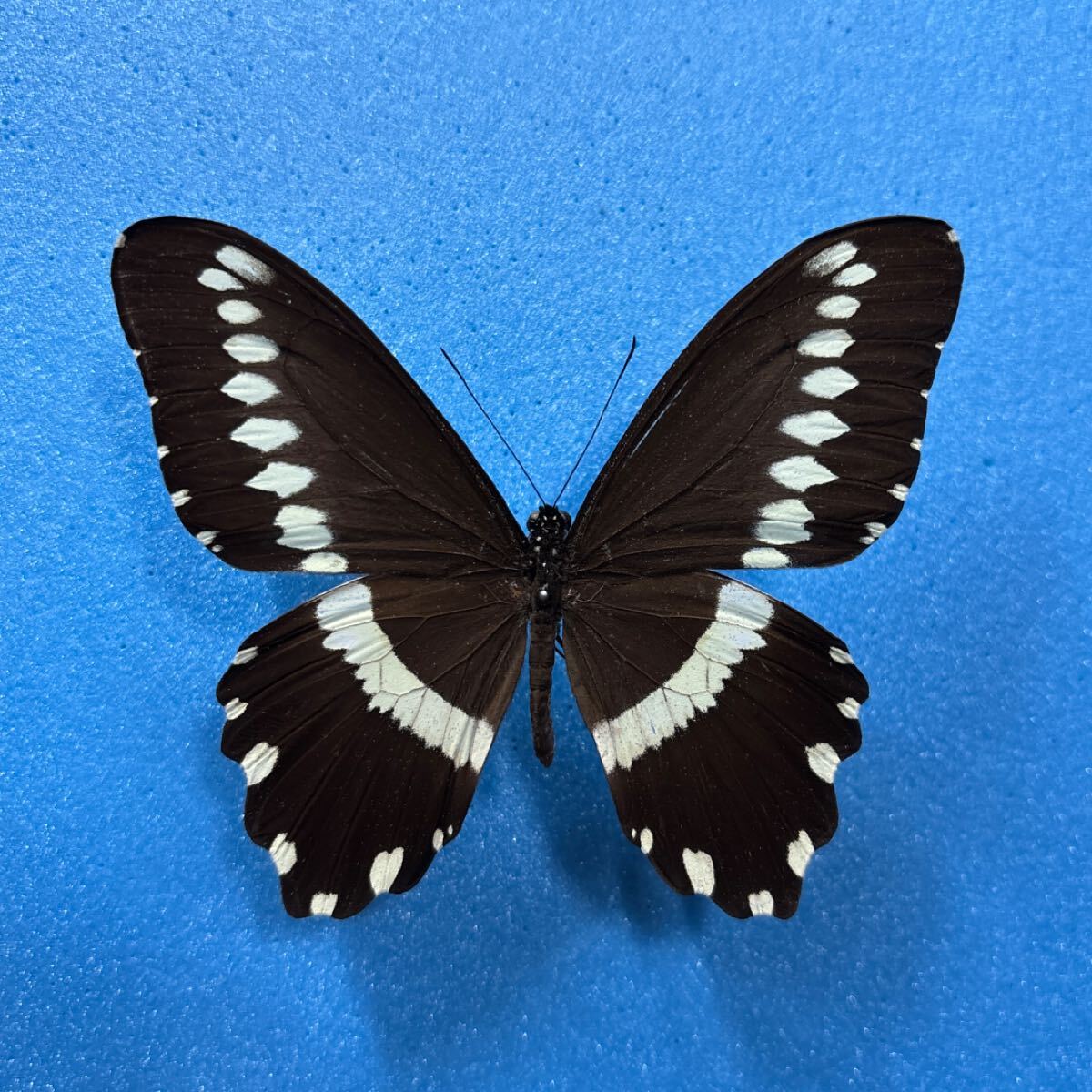 【蝶　標本】ガリエヌスアゲハ_画像1