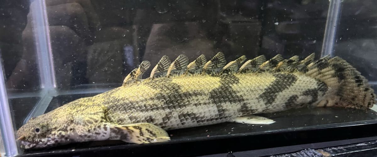 エンドリケリー 26㎝±_画像2