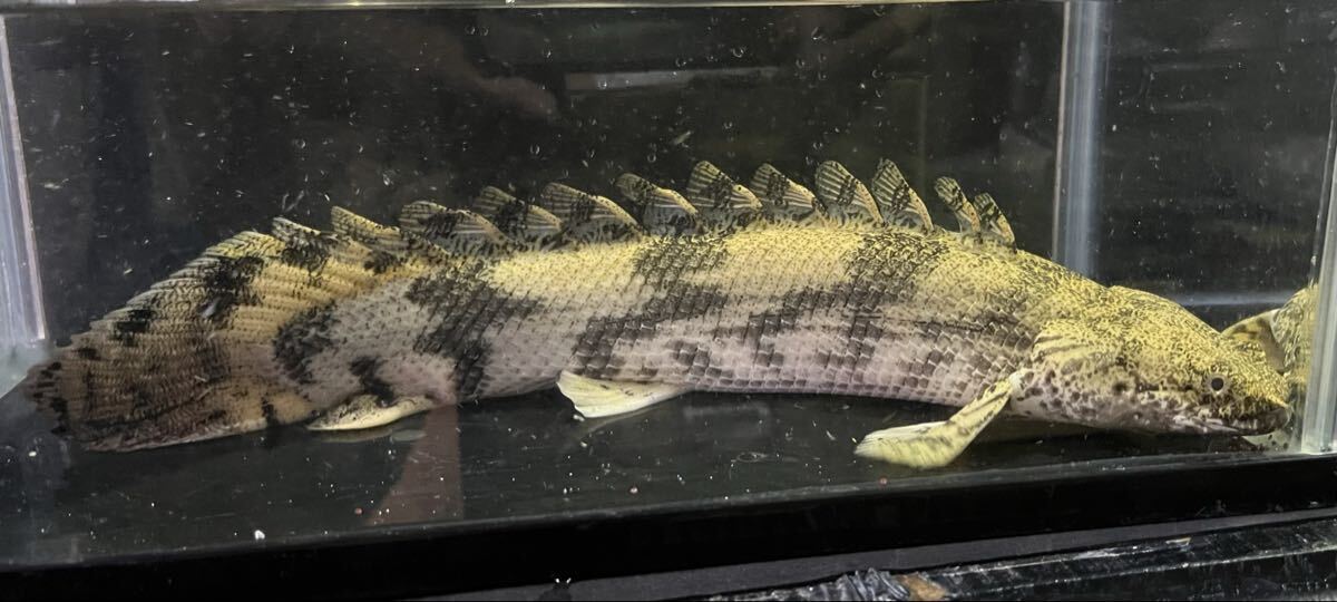 エンドリケリー 26㎝±_画像4