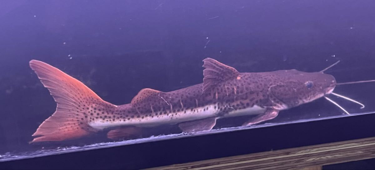 レッドテールタイガーシャベルノーズキャット　35㎝_画像1