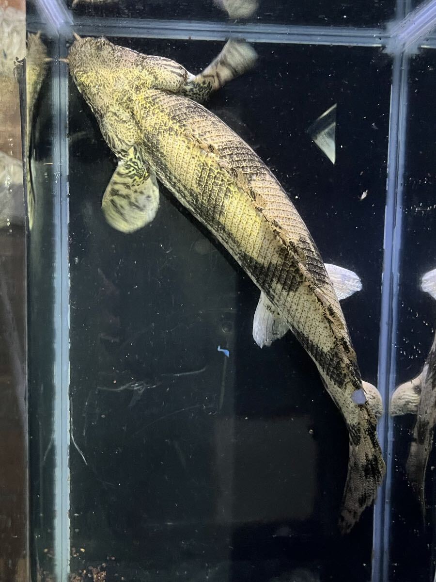 エンドリケリー 26㎝±_画像3