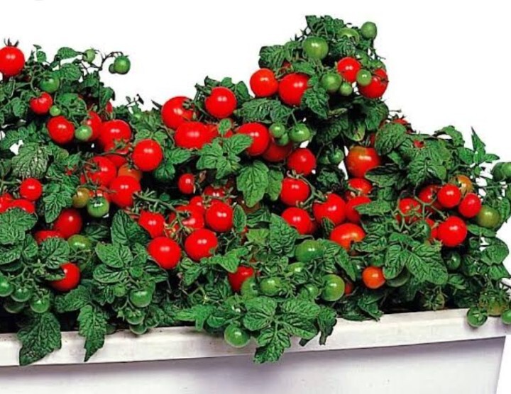 ユニーク野菜　そのまんまミニトマト　種(タネ)　30粒　匿名配送_画像1