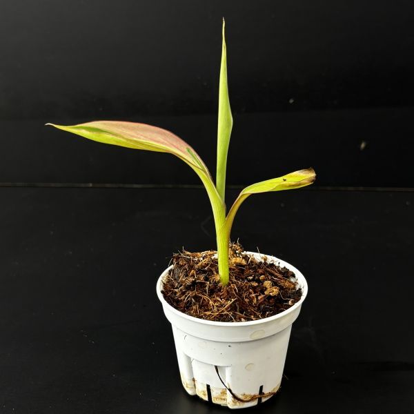 【5227828】Musa nono pink variegated /ムサノノ ピンク　斑入り　　《eba plants》