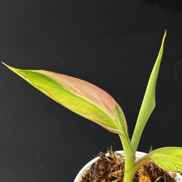 【5227828】Musa nono pink variegated /ムサノノ ピンク　斑入り　　《eba plants》