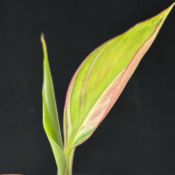 【5227828】Musa nono pink variegated /ムサノノ ピンク　斑入り　　《eba plants》