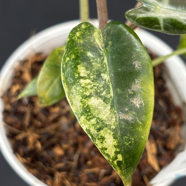 【4657828】　Alocasia bambino aurea variegated / アロカシア バンビーノオーレア斑入り　　《eba plants》