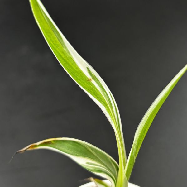 【2177828】Musa aeae variegated /ムサ アエアエ　斑入り　　《eba plants》