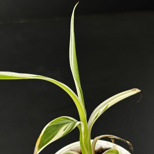 【2177828】Musa aeae variegated /ムサ アエアエ　斑入り　　《eba plants》