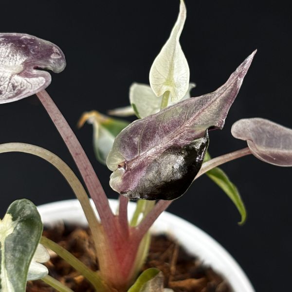 【4437828】　Alocasia bambino pink variegated / アロカシア バンビーノピンク斑入り　　《eba plants》