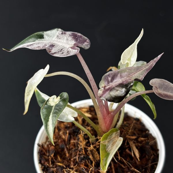 【4437828】　Alocasia bambino pink variegated / アロカシア バンビーノピンク斑入り　　《eba plants》