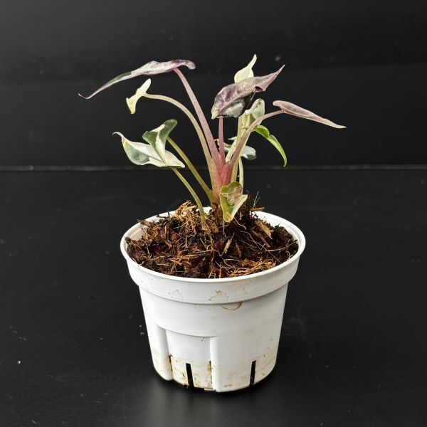 【4437828】　Alocasia bambino pink variegated / アロカシア バンビーノピンク斑入り　　《eba plants》