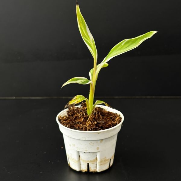 【2197828】Musa aeae variegated /ムサ アエアエ　斑入り　　《eba plants》