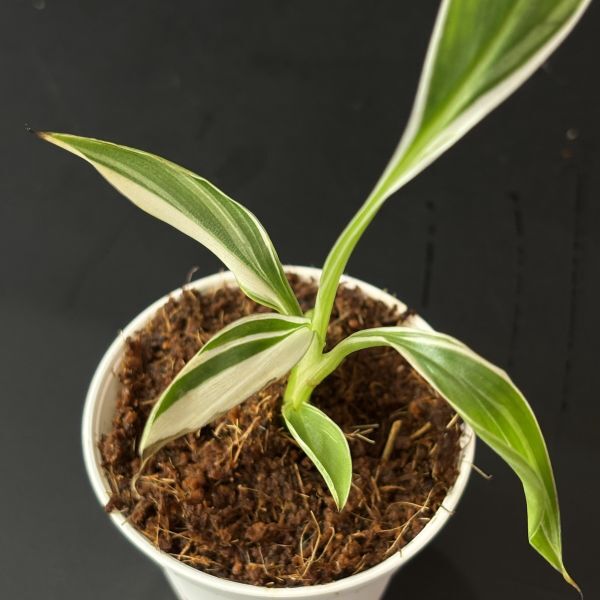 【2507828】Musa aeae variegated / ムサアエアエ　斑入り　　《eba plants》