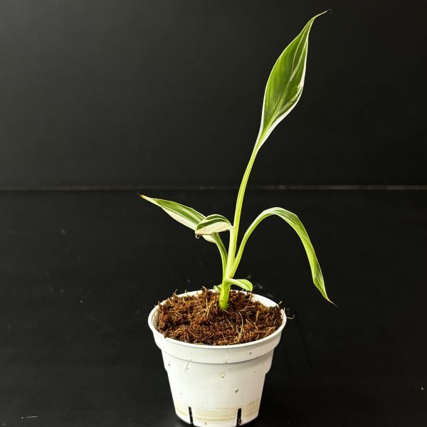 【2507828】Musa aeae variegated / ムサアエアエ　斑入り　　《eba plants》