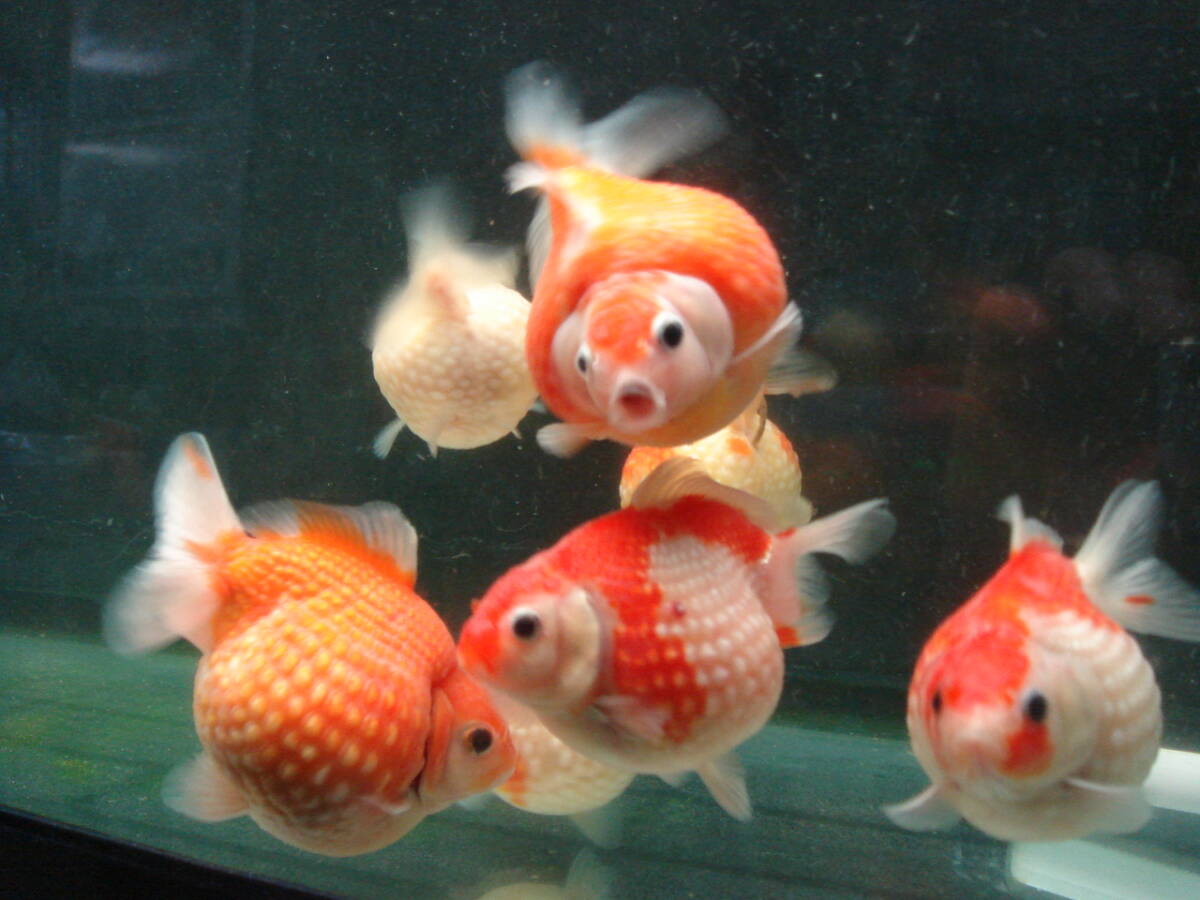 【バクテリア本舗】PSB強化型「卑弥呼」(5L)水質浄化複合バクテリア液 ~らんちゅう、金魚、めだか、シュリンプ、熱帯魚、海水魚~_画像7