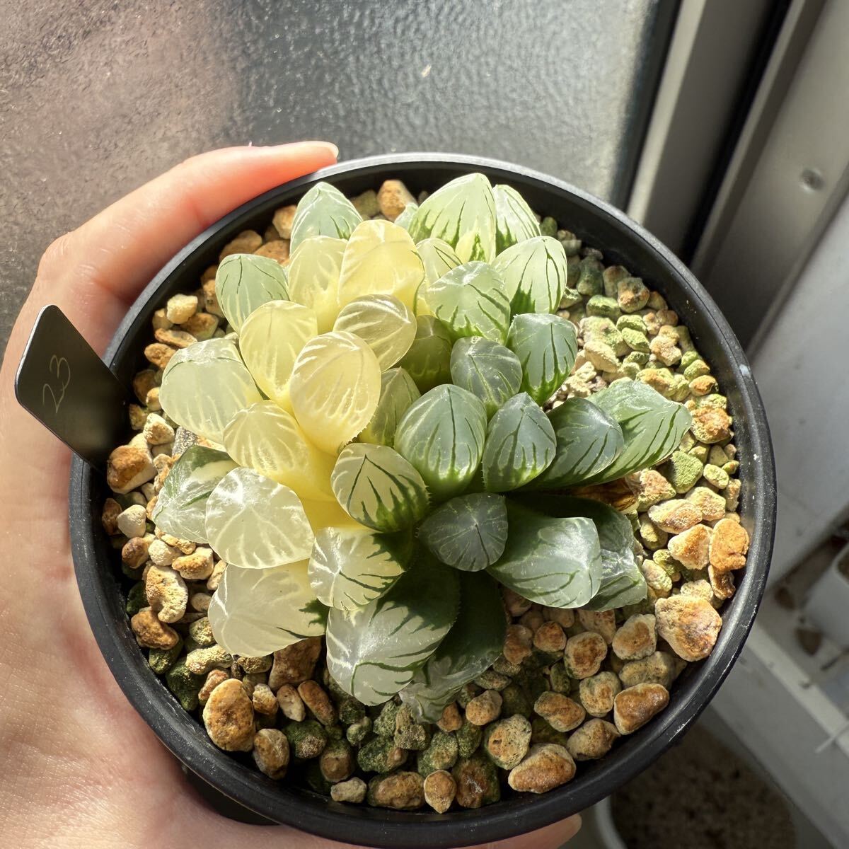 多肉植物 ハオルチア 自宅実生オブツーサ錦 23番 9.5cm鉢の画像9