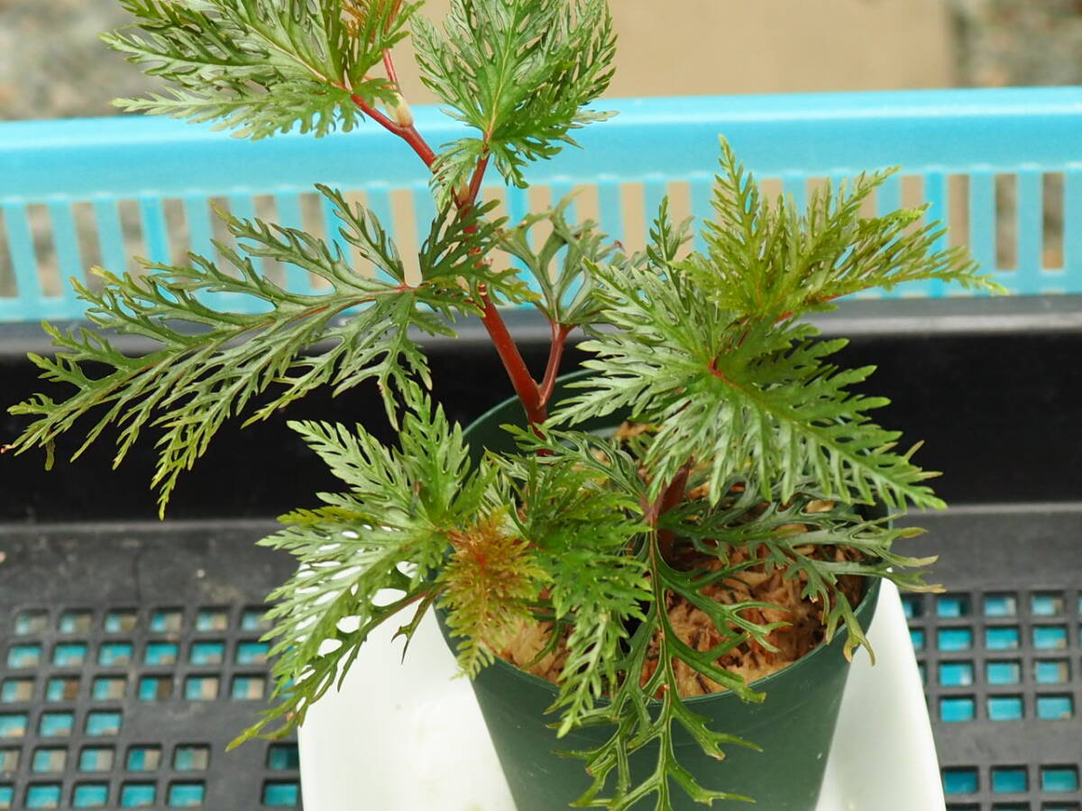 10/01 Begonia bipinnatifida ③ ベゴニア ビピンナティフィダ 観葉植物 熱帯植物 原種 テラリウム パルダリウム ビバリウム