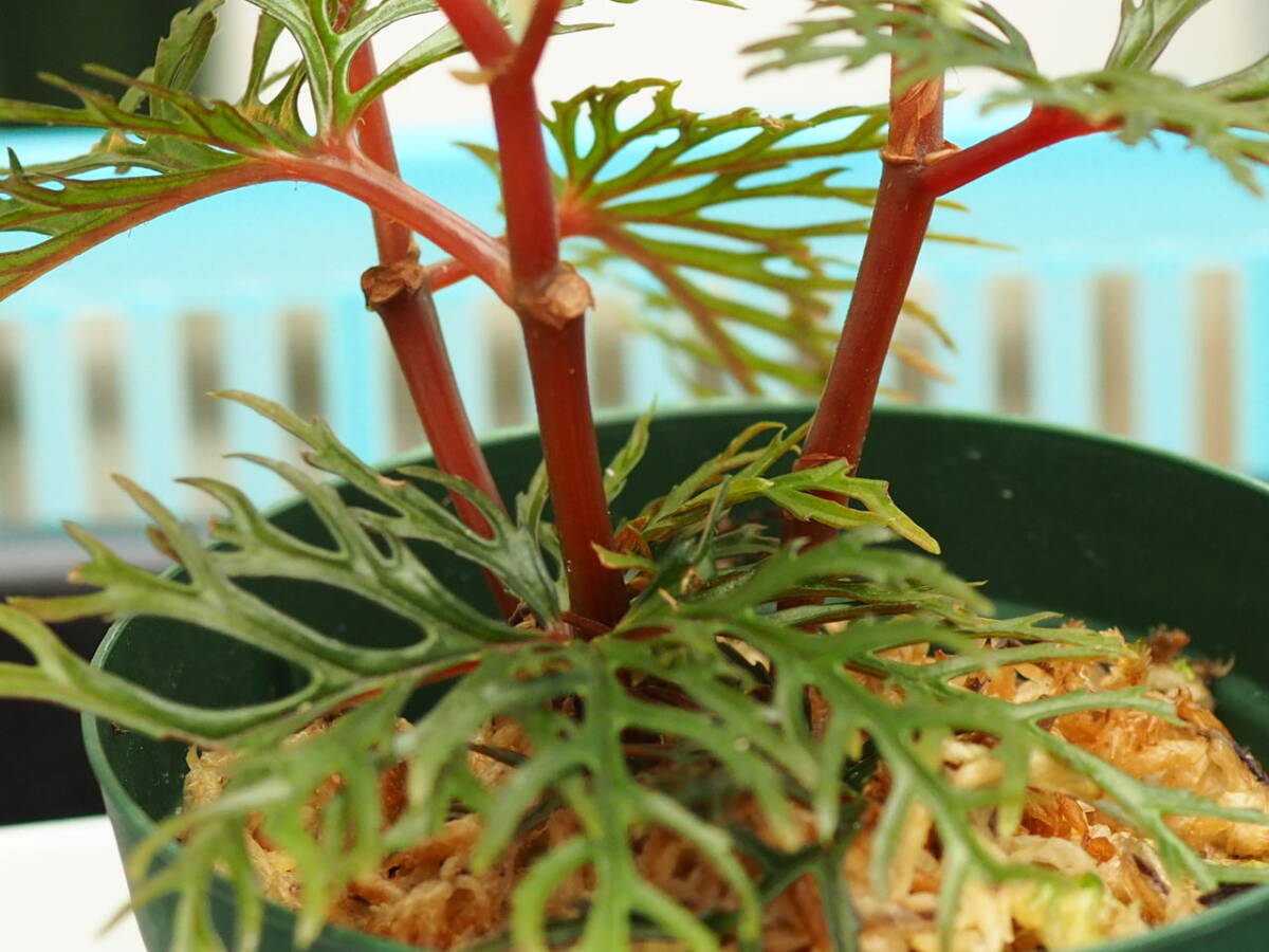 10/01 Begonia bipinnatifida ③ ベゴニア ビピンナティフィダ 観葉植物 熱帯植物 原種 テラリウム パルダリウム ビバリウム
