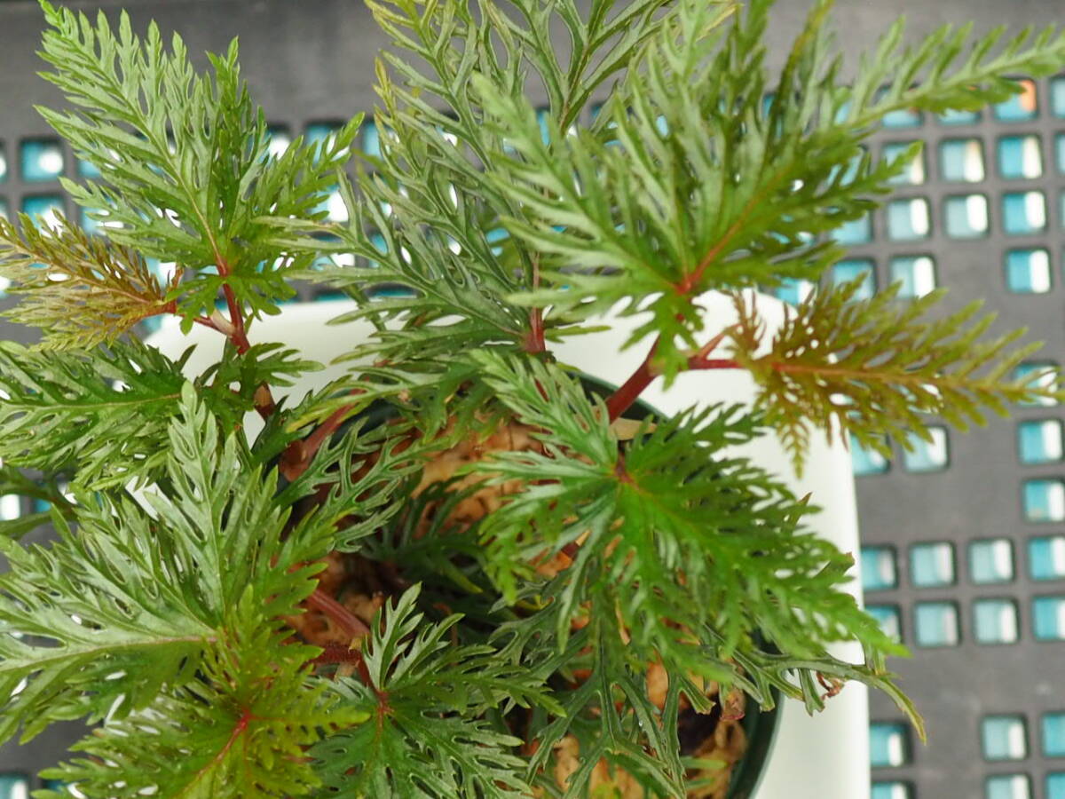 10/01 Begonia bipinnatifida ③ ベゴニア ビピンナティフィダ 観葉植物 熱帯植物 原種 テラリウム パルダリウム ビバリウム