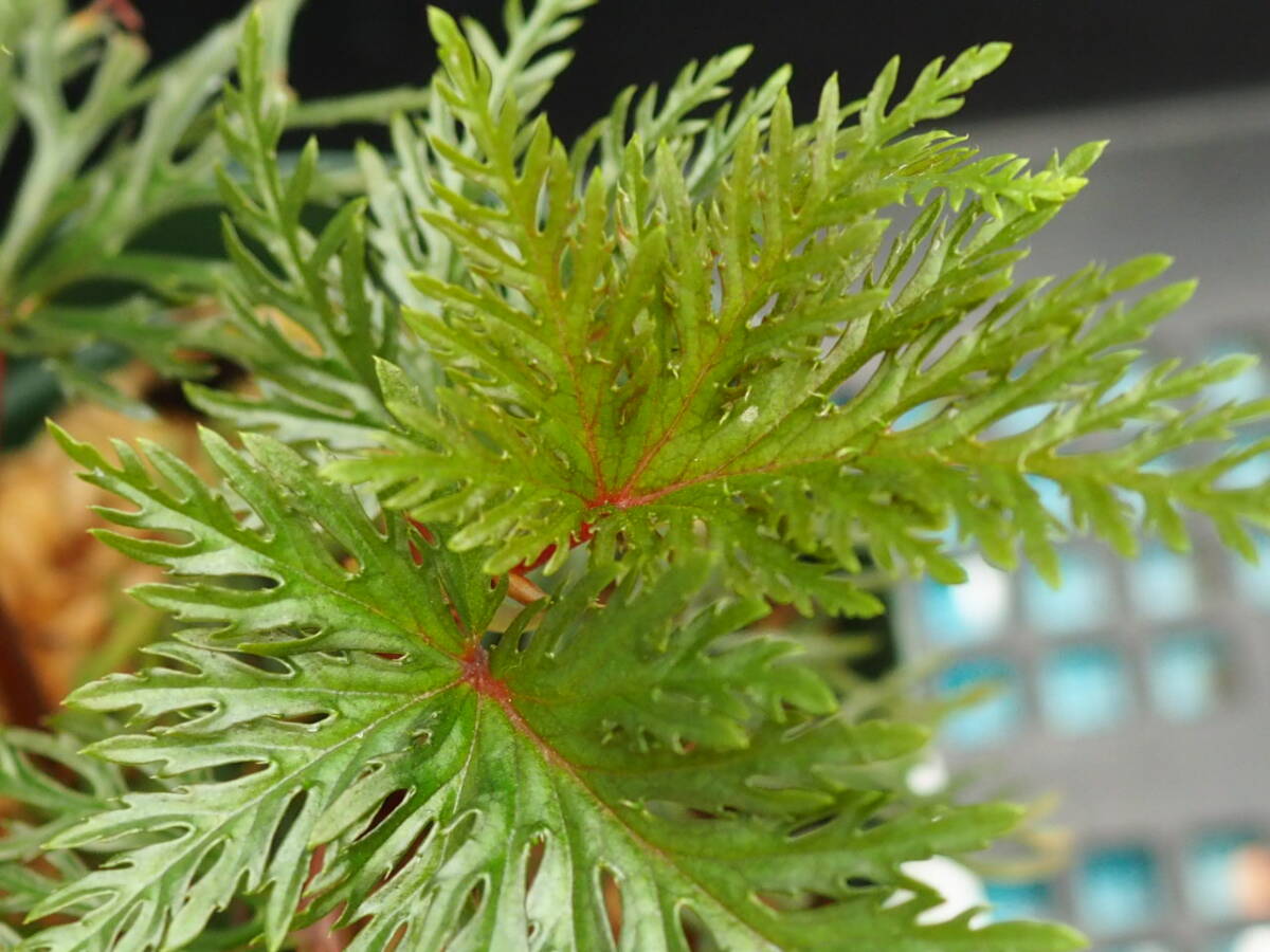 10/01 Begonia bipinnatifida ③ ベゴニア ビピンナティフィダ 観葉植物 熱帯植物 原種 テラリウム パルダリウム ビバリウム