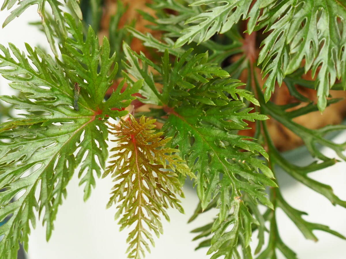 10/01 Begonia bipinnatifida ③ ベゴニア ビピンナティフィダ 観葉植物 熱帯植物 原種 テラリウム パルダリウム ビバリウム