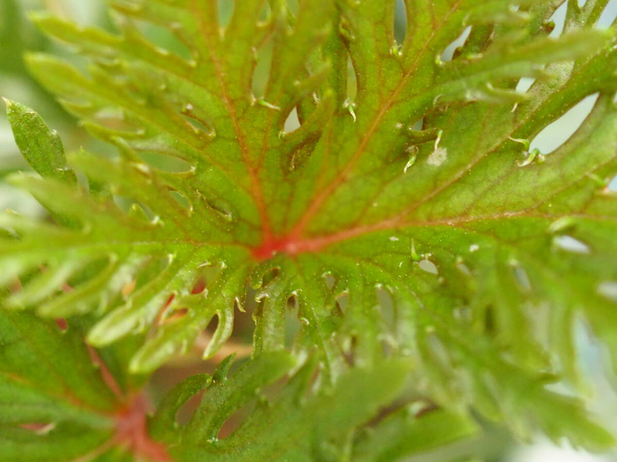 10/01 Begonia bipinnatifida ③ ベゴニア ビピンナティフィダ 観葉植物 熱帯植物 原種 テラリウム パルダリウム ビバリウム