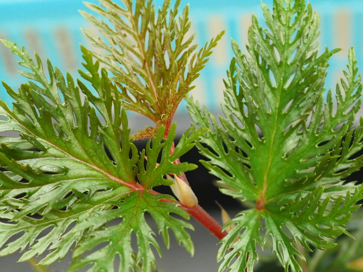 10/01 Begonia bipinnatifida ③ ベゴニア ビピンナティフィダ 観葉植物 熱帯植物 原種 テラリウム パルダリウム ビバリウム