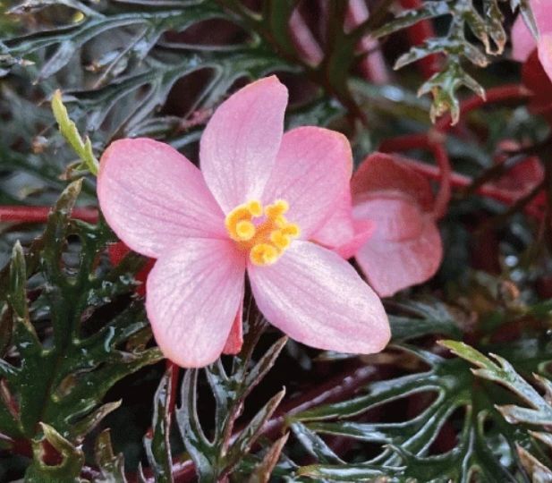 10/01 Begonia bipinnatifida ③ ベゴニア ビピンナティフィダ 観葉植物 熱帯植物 原種 テラリウム パルダリウム ビバリウム