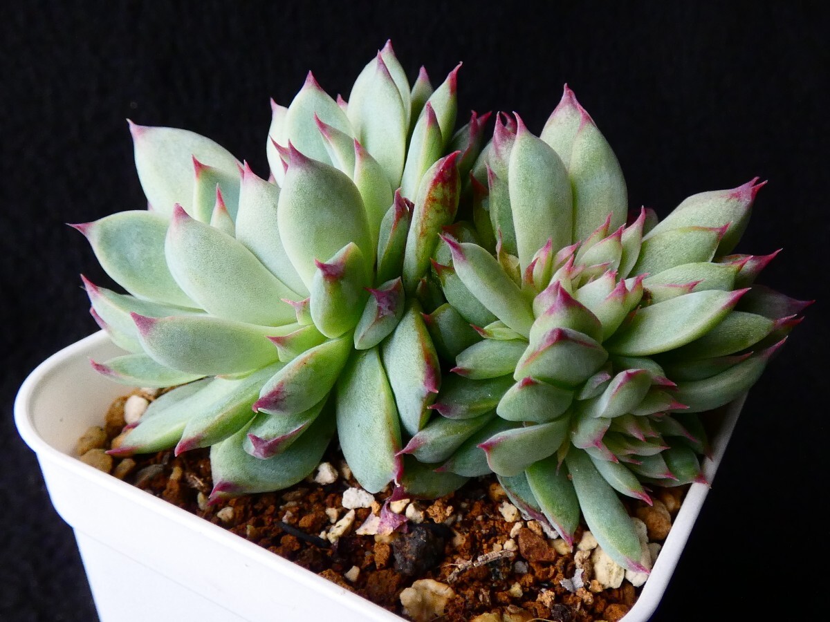 夢玉◆群生株◆ 抜き苗　多肉植物　エケベリア