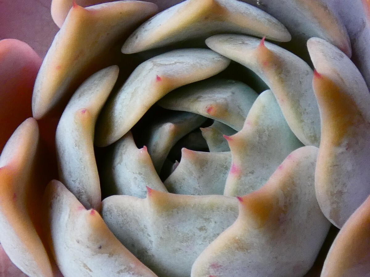 チェリークイーン◆充実株◆　Cherry Queen　抜き苗　多肉植物　エケベリア