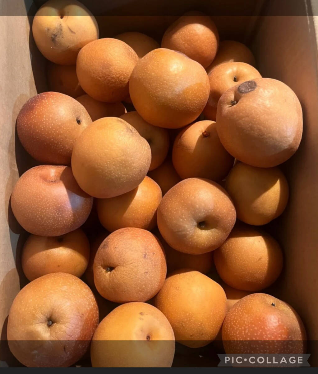 希少☆限定５様先着☆富山特産☆呉羽梨☆豊水梨☆訳あり大量２０~３０玉入り箱☆☆★訳あり加工用★_画像1