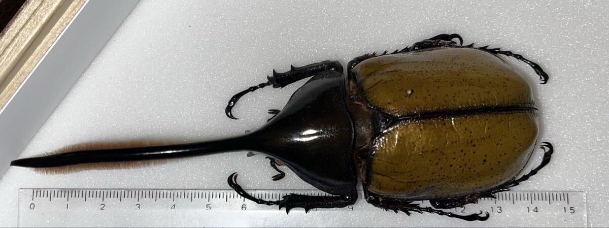 DHオキシデンタリス 標本 ♂大型 美形個体 ヘラクレスオオカブト_画像4