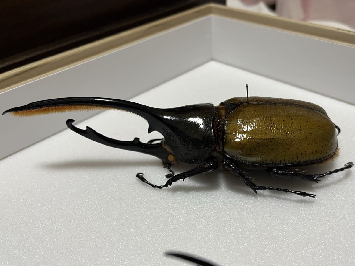 DHオキシデンタリス 標本 ♂大型 美形個体 ヘラクレスオオカブト_画像1