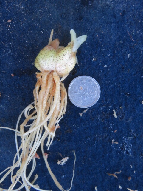 山野草　①　岩手産　ピンクのヤマユリ　山百合　ヤマユリ　　　第四種２９０円発送_画像2