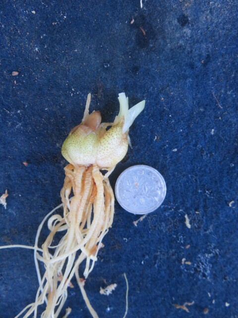 山野草　①　岩手産　ピンクのヤマユリ　山百合　ヤマユリ　　　第四種２９０円発送_画像3