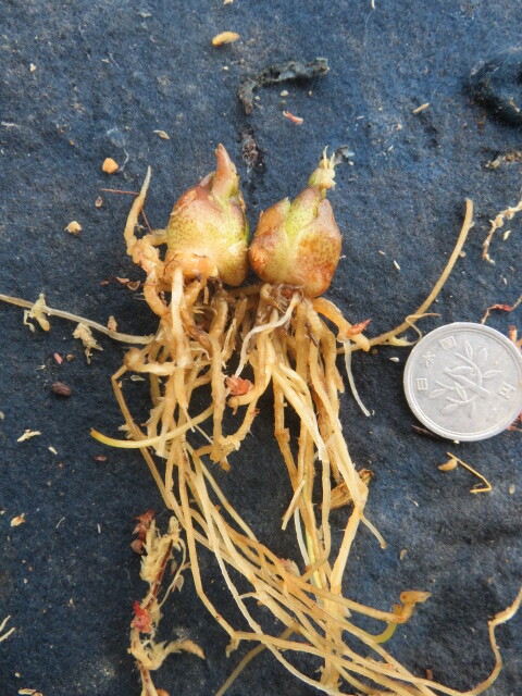 山野草　C　山百合変異種　ソバカス咲き（那須のソバカス美人）　ヤマユリ　山百合　画像の球根全部の出品　第四種２９０円発送_画像3