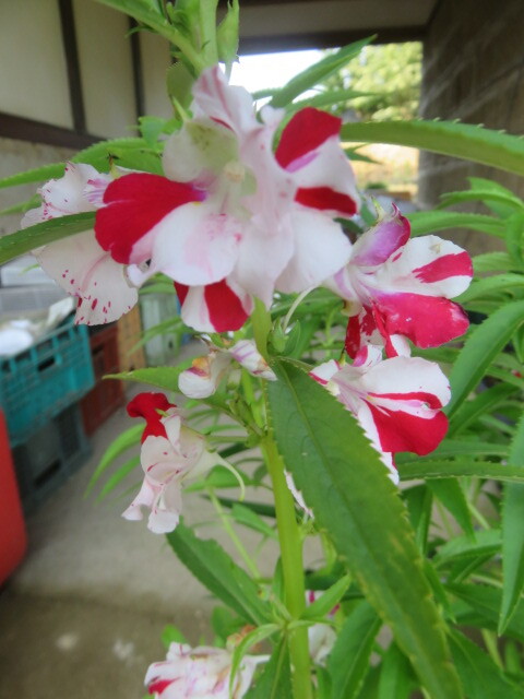 山野草　A　種子　絞り咲き　鳳仙花（ホウセンカ）　出現(xiàn)率７０～８０％　畫像の種子全部の出品　第四種７３円発送