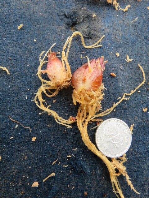 山野草　E　那須産　ピンクのヤマユリ　★那須小町★　小球２球　山百合　ヤマユリ　　第四種２９０円発送_画像3