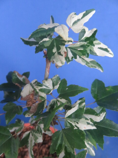 山野草　斑入り　樹(shù)木　　楓（カエデ）