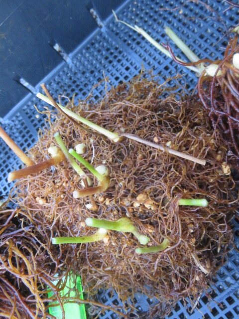 山野草 ① 蓮華升麻（レンゲショウマ） 画像の苗全部の出品  第四種５５０円発送の画像3