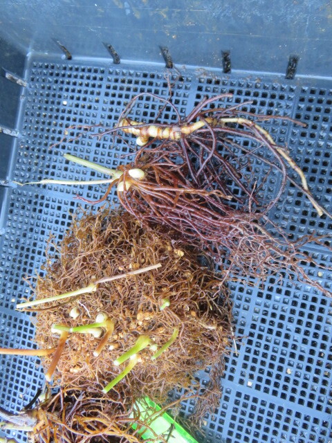 山野草 ① 蓮華升麻（レンゲショウマ） 画像の苗全部の出品  第四種５５０円発送の画像4