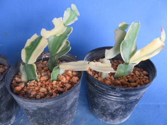 山野草 斑入り シャコバサボテン 挿し芽苗 3鉢_画像2