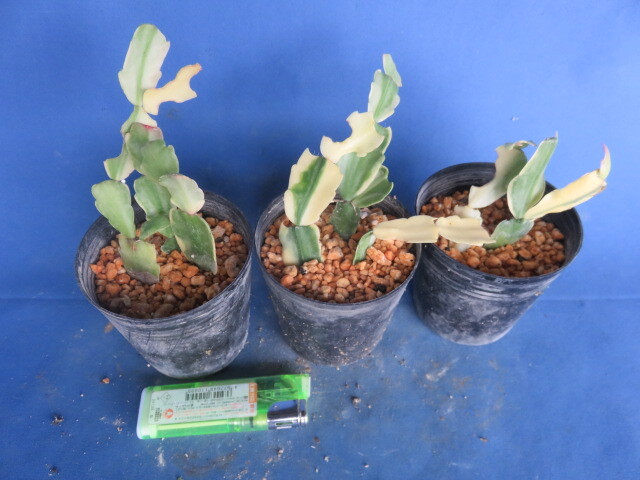 山野草 斑入り シャコバサボテン 挿し芽苗 3鉢_画像4