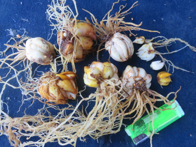 山野草　④　山百合　ヤマユリ　通常花　画像の球根全部の出品　　第四種３４２円発送_画像1