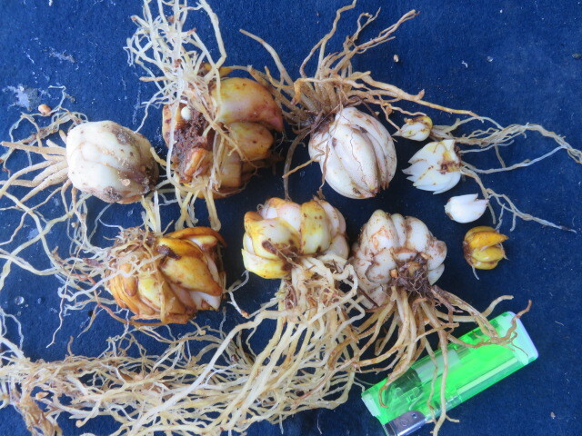 山野草　④　山百合　ヤマユリ　通常花　画像の球根全部の出品　　第四種３４２円発送_画像3